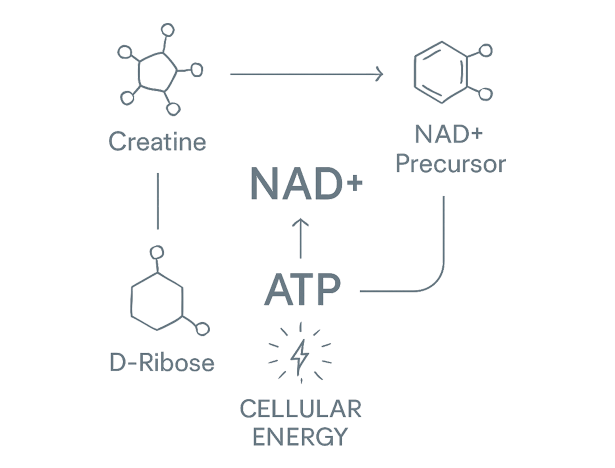 Vitality ↑® NAD+ Booster Powder 24 Formula a494f4d3